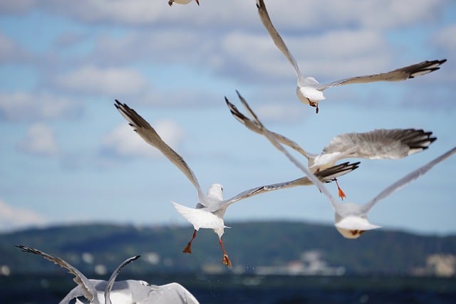 Free download birds gulls flying seagulls sky free picture to be edited with GIMP free online image editor