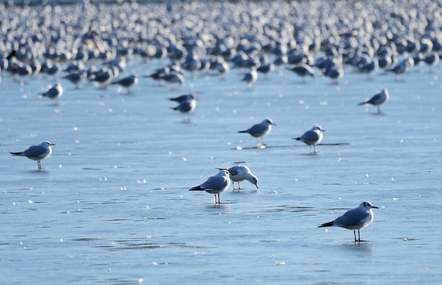 Free download birds gulls lake winter nature free picture to be edited with GIMP free online image editor