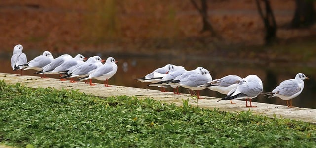 Free download birds gulls ornithology flock free picture to be edited with GIMP free online image editor