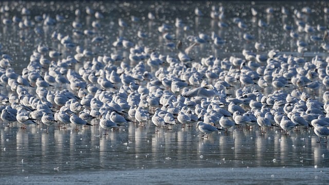 Free download birds gulls ornithology species free picture to be edited with GIMP free online image editor