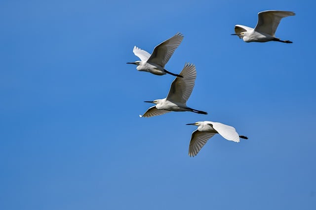 Free download birds herons egrets flying birds free picture to be edited with GIMP free online image editor