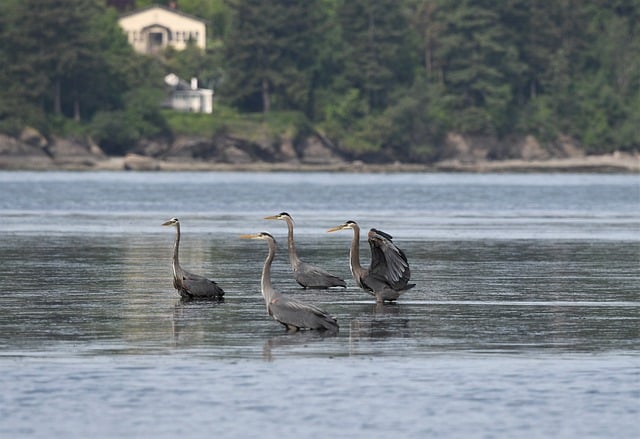 Free download birds herons ornithology species free picture to be edited with GIMP free online image editor