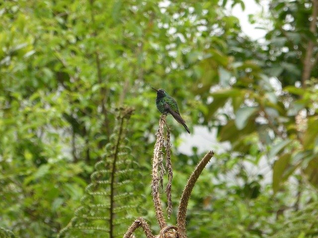 Free download Birds Hummingbird -  free photo or picture to be edited with GIMP online image editor