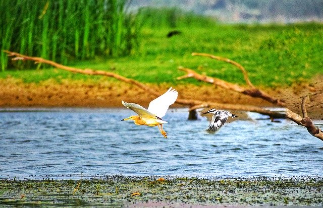 Free download Birds Kingfisher Egret -  free photo or picture to be edited with GIMP online image editor