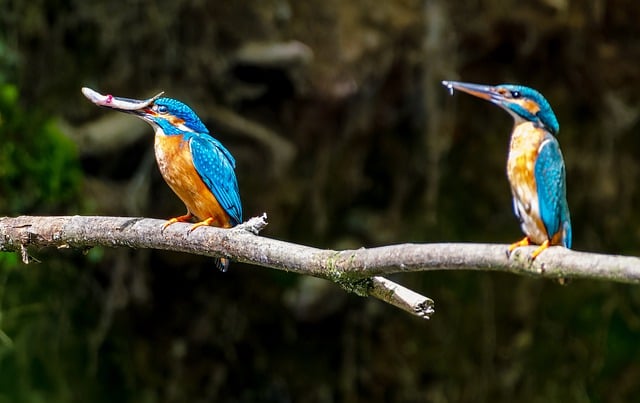 Free download birds kingfisher ornithology free picture to be edited with GIMP free online image editor