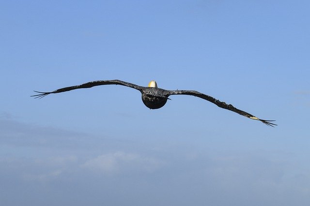 Bezpłatne pobieranie Bird Sky Nature - bezpłatne zdjęcie lub obraz do edycji za pomocą internetowego edytora obrazów GIMP