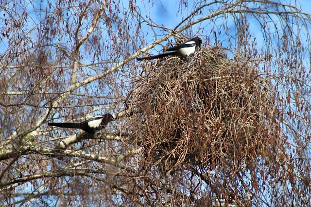 Free download birds magpies ornithology species free picture to be edited with GIMP free online image editor