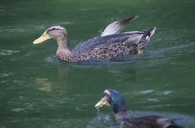 Free download birds mallards ducks lake free picture to be edited with GIMP free online image editor