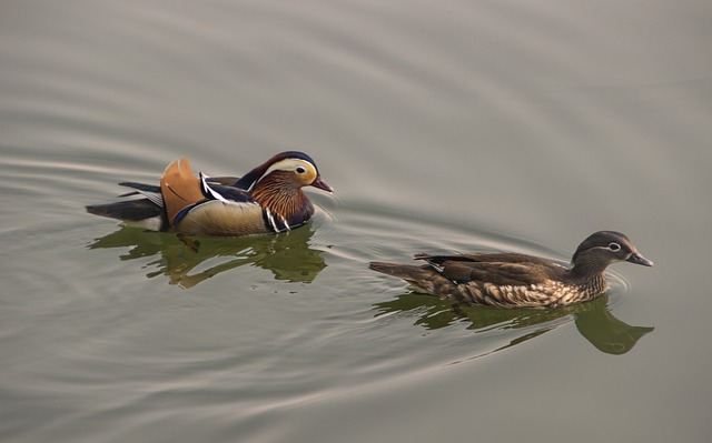 Free download birds mandarin ducks ornithology free picture to be edited with GIMP free online image editor