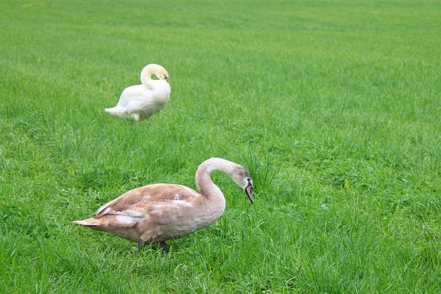 Free download birds meadow young swan graze free picture to be edited with GIMP free online image editor