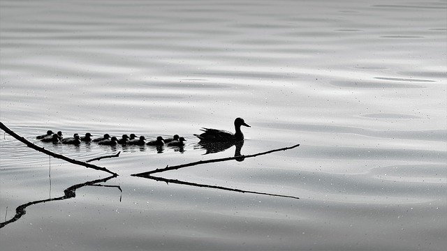 Free download Birds Nature Ducks -  free photo or picture to be edited with GIMP online image editor