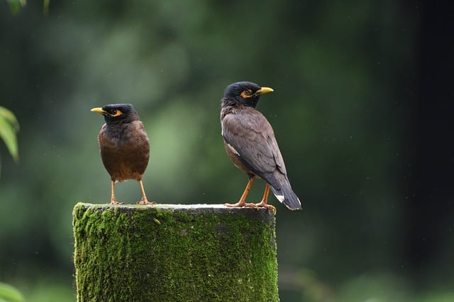 Free download birds nature myna jungle wildlife free picture to be edited with GIMP free online image editor