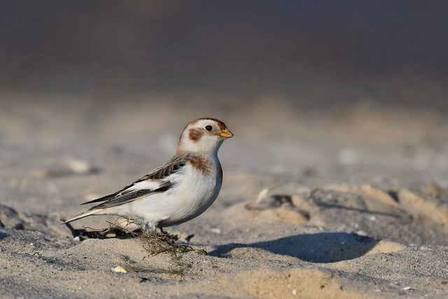 Free download bird snow bunting songbird free picture to be edited with GIMP free online image editor