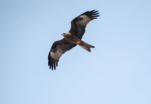 Free download birds of prey bird raptor red kite free picture to be edited with GIMP free online image editor