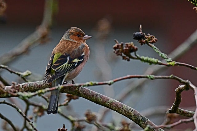 Free download bird songbird chaffinch finch free picture to be edited with GIMP free online image editor