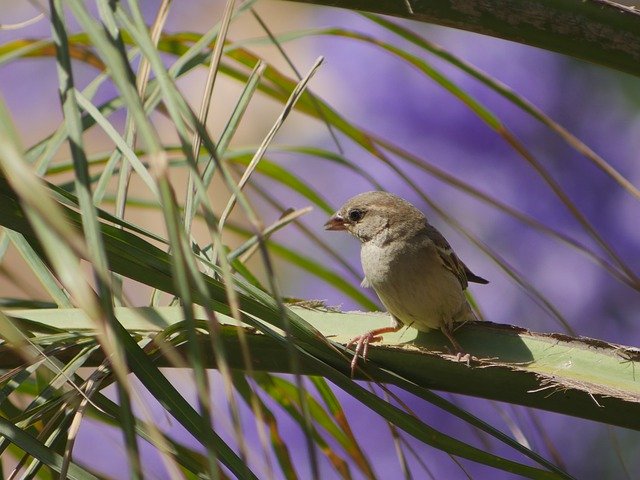 Free download Bird Songbird Migratory -  free photo or picture to be edited with GIMP online image editor