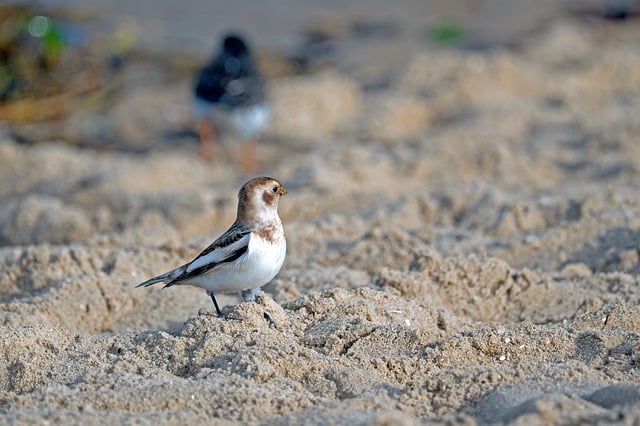 Free download bird songbird sand snow bunting free picture to be edited with GIMP free online image editor