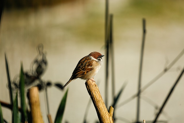 Free download bird songbird sparrow wildlife free picture to be edited with GIMP free online image editor