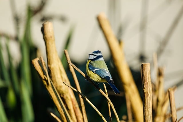 Free download bird songbird tit blue tit free picture to be edited with GIMP free online image editor