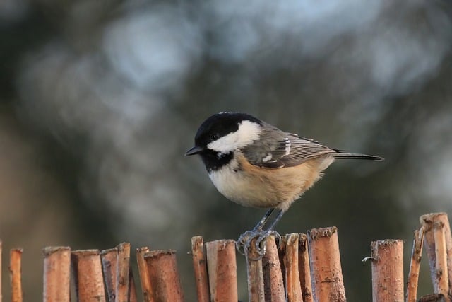 Free download bird songbird tit coal tit free picture to be edited with GIMP free online image editor