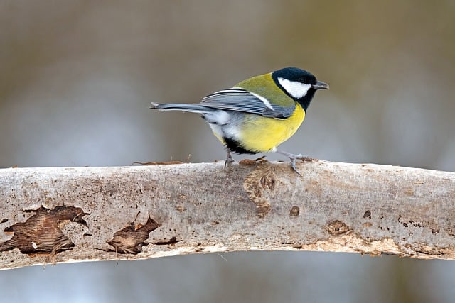 Free download bird songbird tit great tit free picture to be edited with GIMP free online image editor