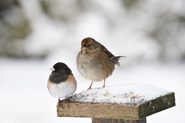 Free download birds ornithology dark eyed junco free picture to be edited with GIMP free online image editor