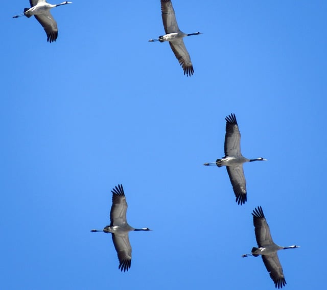 Free download birds ornithology goose species free picture to be edited with GIMP free online image editor