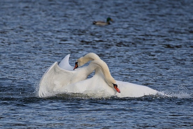 Free download birds ornithology mute swans balz free picture to be edited with GIMP free online image editor