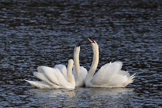 Free download birds ornithology mute swans lake free picture to be edited with GIMP free online image editor