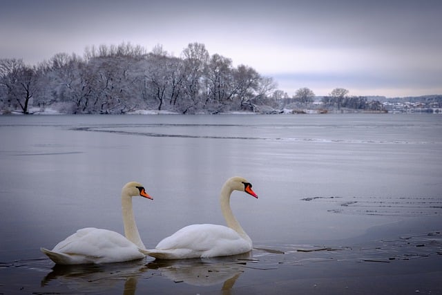 Free download birds ornithology swans species free picture to be edited with GIMP free online image editor