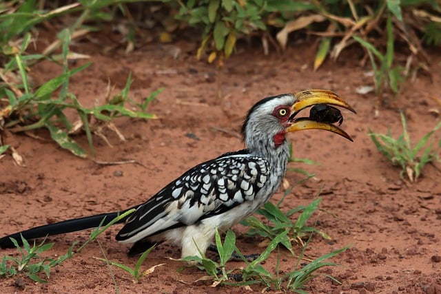 Free download bird southern yellow billed hornbill free picture to be edited with GIMP free online image editor