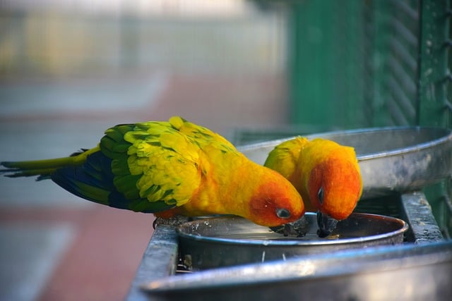 Free download birds parrots drinking water nature free picture to be edited with GIMP free online image editor