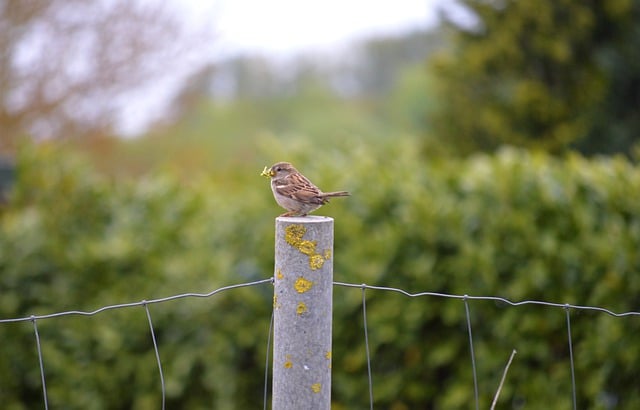 Free download bird sparrow beak plumage free picture to be edited with GIMP free online image editor