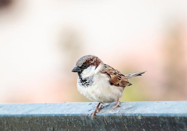 Free download bird sparrow beak sperling free picture to be edited with GIMP free online image editor