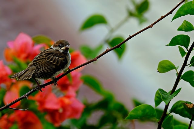 Free download bird sparrow bird animal nature free picture to be edited with GIMP free online image editor