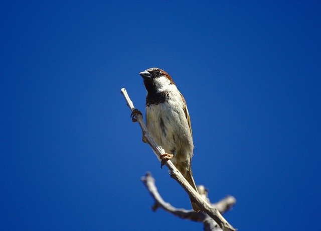 Free download Bird Sparrow Branch -  free photo or picture to be edited with GIMP online image editor