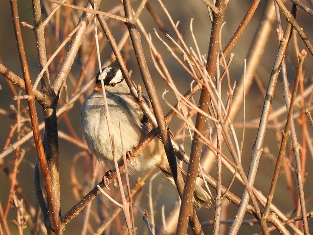 Free download Bird Sparrow Fauna -  free photo or picture to be edited with GIMP online image editor