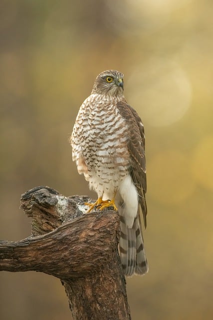 Free download bird sparrowhawk ornithology free picture to be edited with GIMP free online image editor