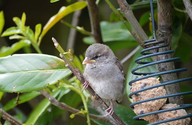 Free download bird sparrow house sparrow sperling free picture to be edited with GIMP free online image editor