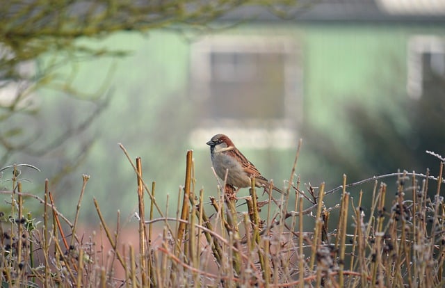 Free download bird sparrow house sparrow wildlife free picture to be edited with GIMP free online image editor