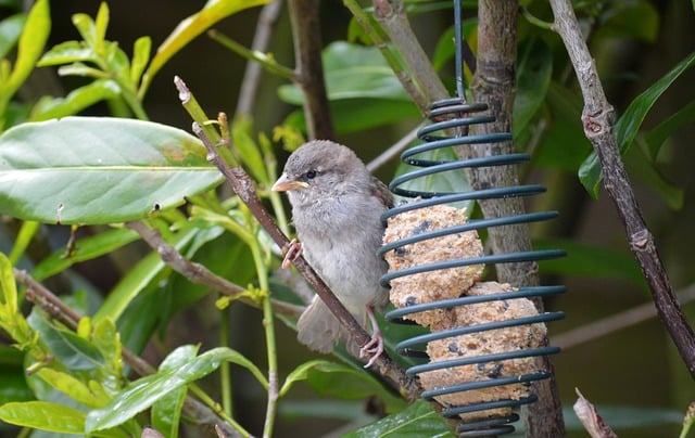 Free download bird sparrow house sparrow young free picture to be edited with GIMP free online image editor