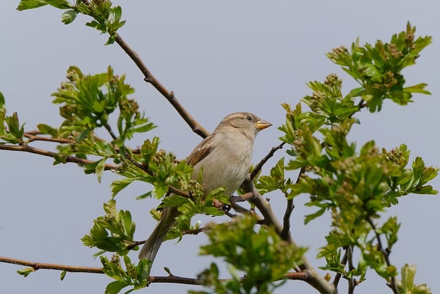 Free download bird sparrow ornithology plumage free picture to be edited with GIMP free online image editor