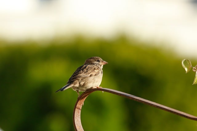 Free download bird sparrow ornithology young free picture to be edited with GIMP free online image editor