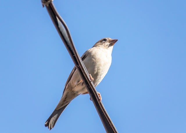 Free download bird sparrow perched wildlife free picture to be edited with GIMP free online image editor