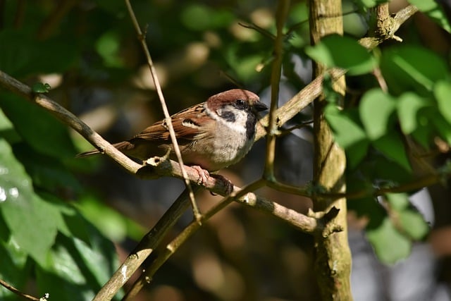 Free download bird sparrow songbird fauna free picture to be edited with GIMP free online image editor