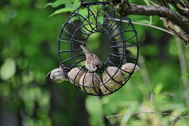 Free download bird sparrow songbird wildlife free picture to be edited with GIMP free online image editor