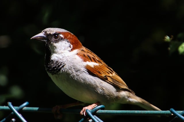 Free download bird sparrow sperling plumage free picture to be edited with GIMP free online image editor