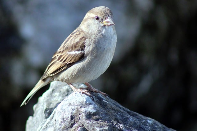 Free download bird sparrow sperling riverside free picture to be edited with GIMP free online image editor