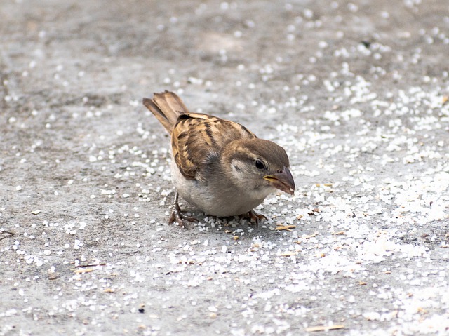 Free download bird sparrow sperling songbird free picture to be edited with GIMP free online image editor