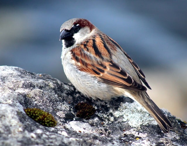 Free download bird sparrow sperling wildlife free picture to be edited with GIMP free online image editor